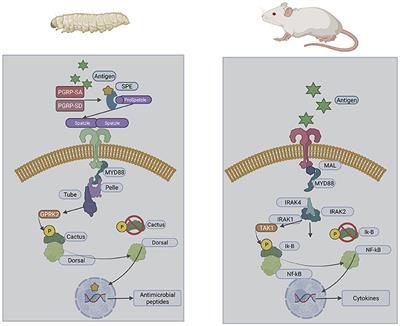 Galleria mellonella Larvae as a Model for Investigating Fungal—Host Interactions